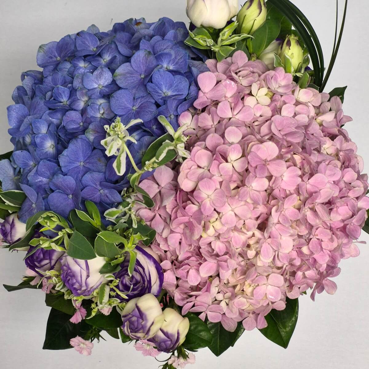 Top view of blue hydrangea, pink hydrangea and purple-edged white lisianthus flowers with green foliage - 藍色繡球花、粉紅繡球花與紫邊白色洋桔梗微距特寫配綠葉