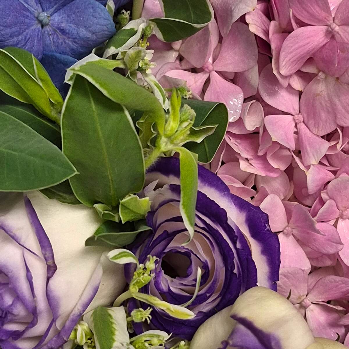Close-up of pink hydrangea, blue hydrangea and purple edged white lisianthus flowers with green leaves - 粉紅繡球花、藍色繡球花與紫邊白色洋桔梗特寫