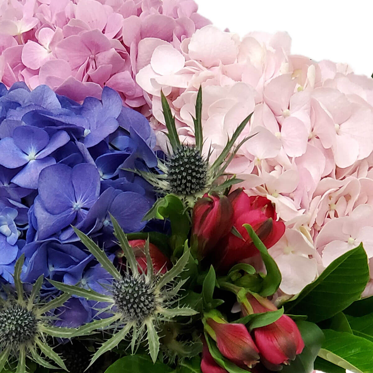 Detail view showing clustered pink and blue hydrangeas accented by silver-blue eryngium and red alstroemeria buds, with surrounding green foliage - 粉藍繡球花群配銀藍松葉牡丹與紅六出花苞,襯以綠葉的細節圖