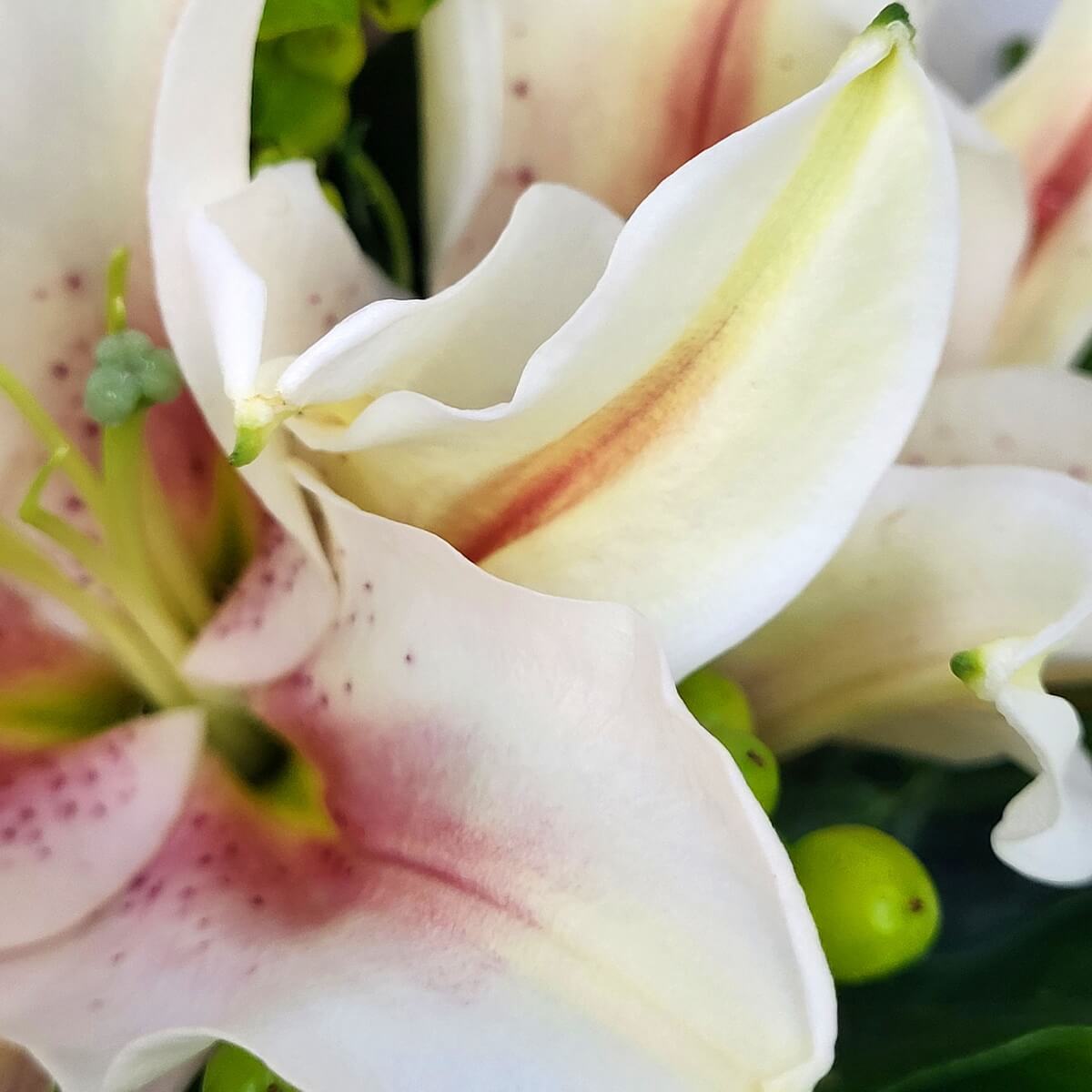 Detail close-up of pale pink lily with red speckles and streaks, highlighted by green berries and surrounding foliage 粉紅百合花瓣呈紅斑紅紋,搭配綠色漿果與周邊葉材構成的細節特寫