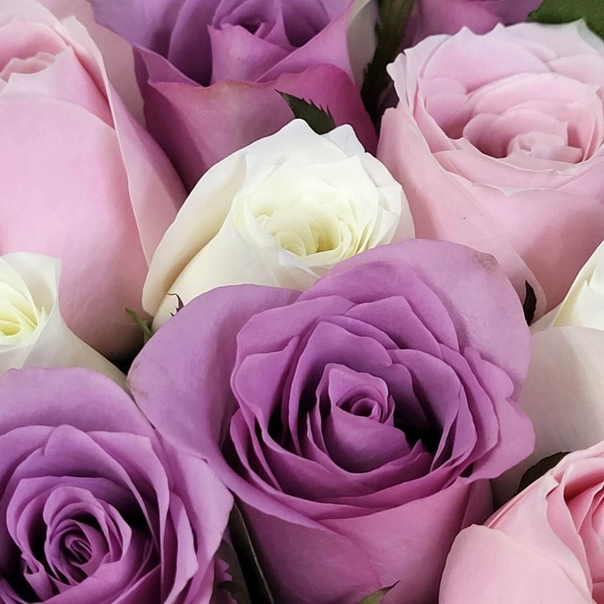 Close-up of lavender, pink, and white roses. 淺紫、粉紅與白玫瑰花瓣層次分明的特寫畫面。
