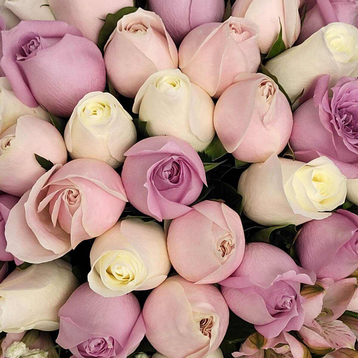 Close-up of lavender, pink, and white roses. 淺紫、粉紅與白玫瑰花瓣層次分明的特寫畫面。