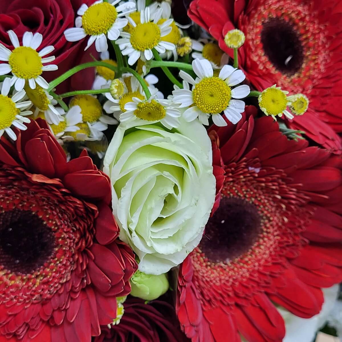 Close-up of red gerberas, white lisianthus, and dainty chamomile flowers with yellow centers 鮮紅非洲菊、純白洋桔梗與黃色花心的洋甘菊特寫,構成細膩豐富的視覺組合。