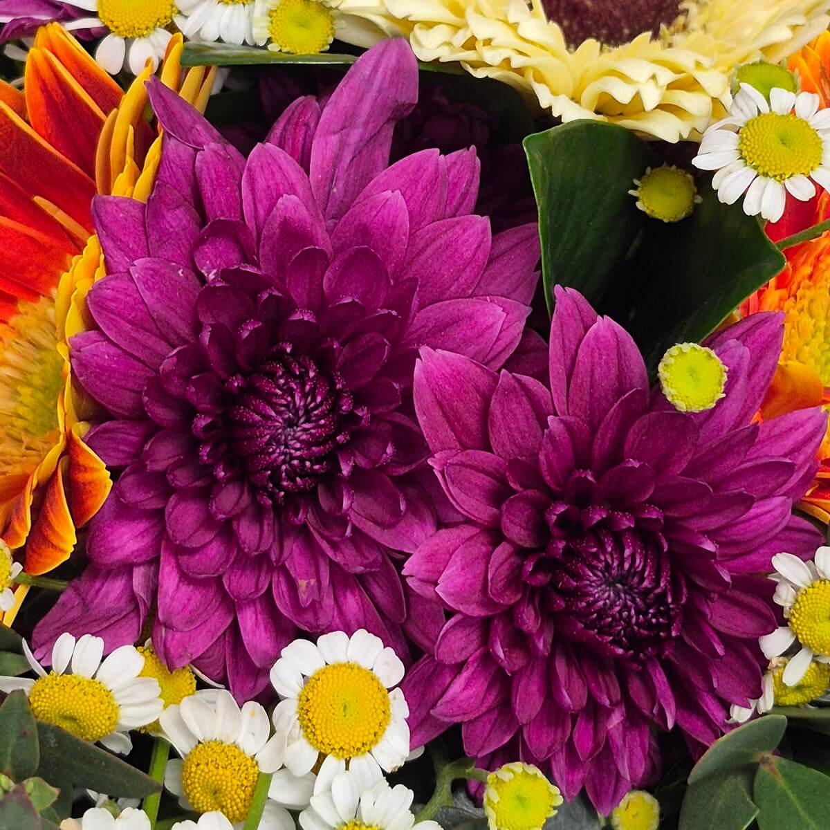 Close-up of purple chrysanthemums with chamomile daisies and gerbera daisies - 紫色菊花配洋甘菊小花及非洲菊特寫