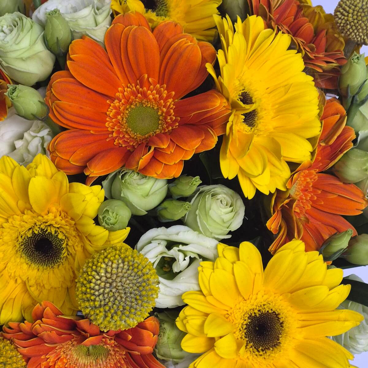 Detail view of yellow and orange gerbera daisies with white lisianthus buds and button chrysanthemums - 黃橙色扶郎花配白色洋桔梗花苞及乒乓菊花材細節特寫