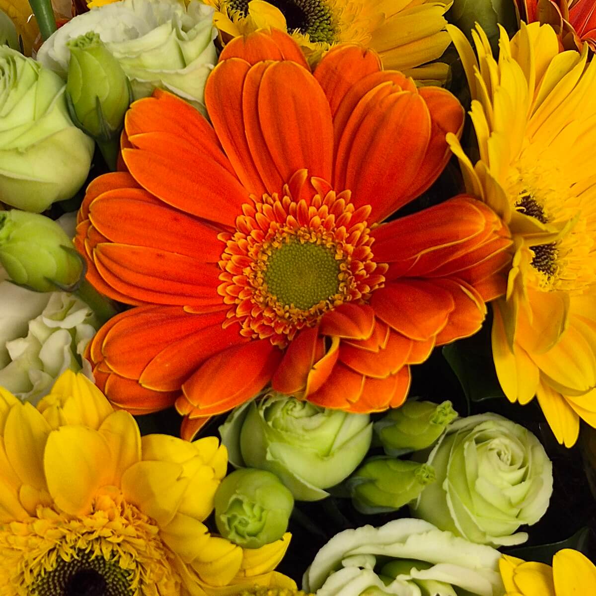 Close-up photo of orange and yellow gerbera daisies with white lisianthus buds - 橙色及黃色扶郎花配白色洋桔梗花苞特寫