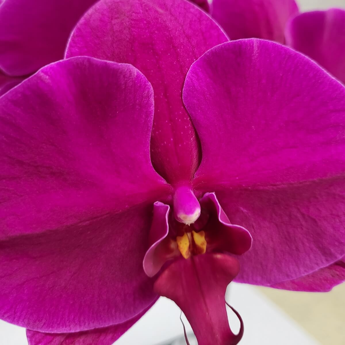 Close-up of a vivid magenta Phalaenopsis orchid with textured petals and yellow throat 洋紫紅色蝴蝶蘭特寫,寬大花瓣展現細膩紋理,中央唇瓣帶黃色斑點,層次分明。
