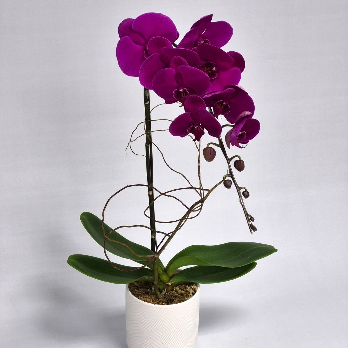 Purple Orchid