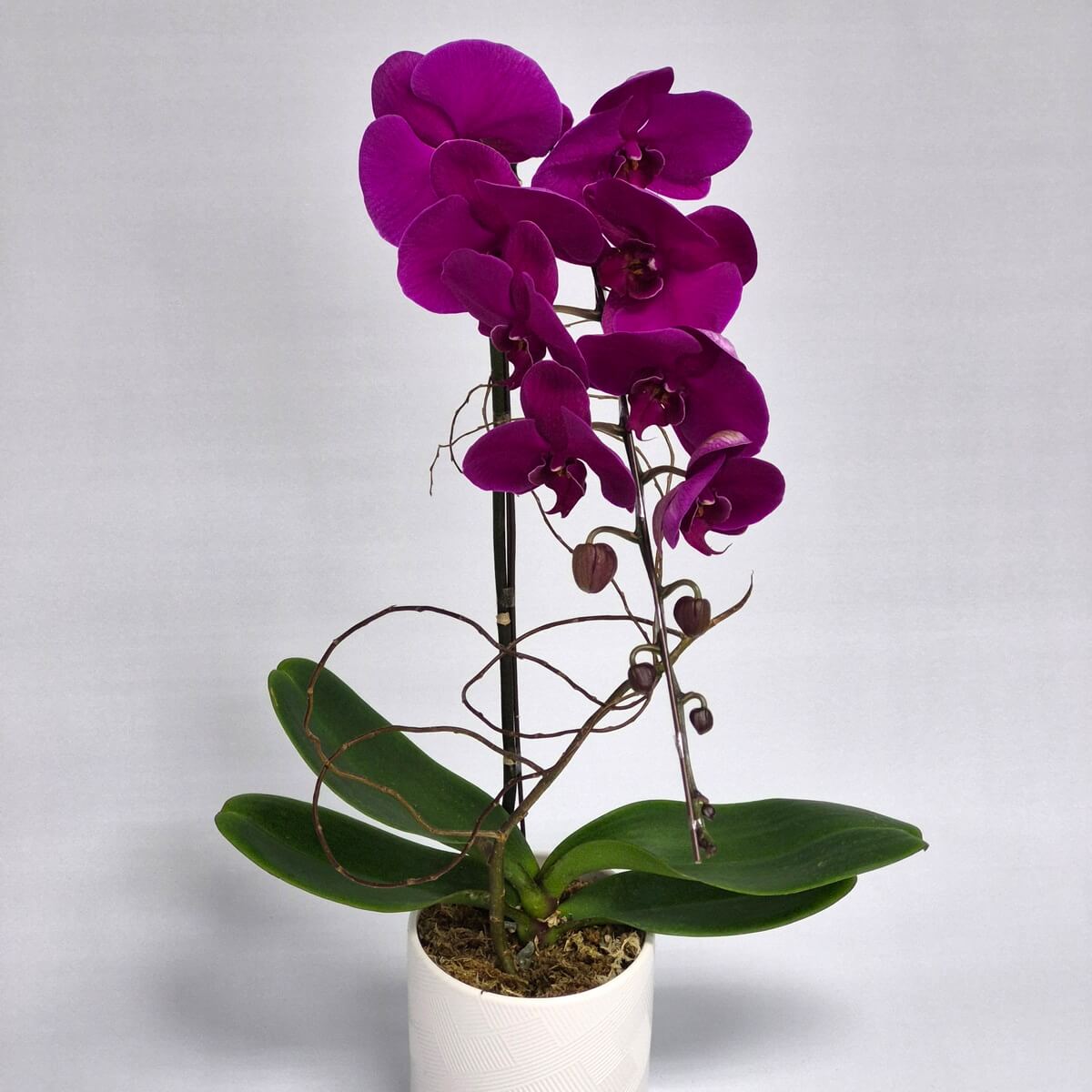 Purple Orchid