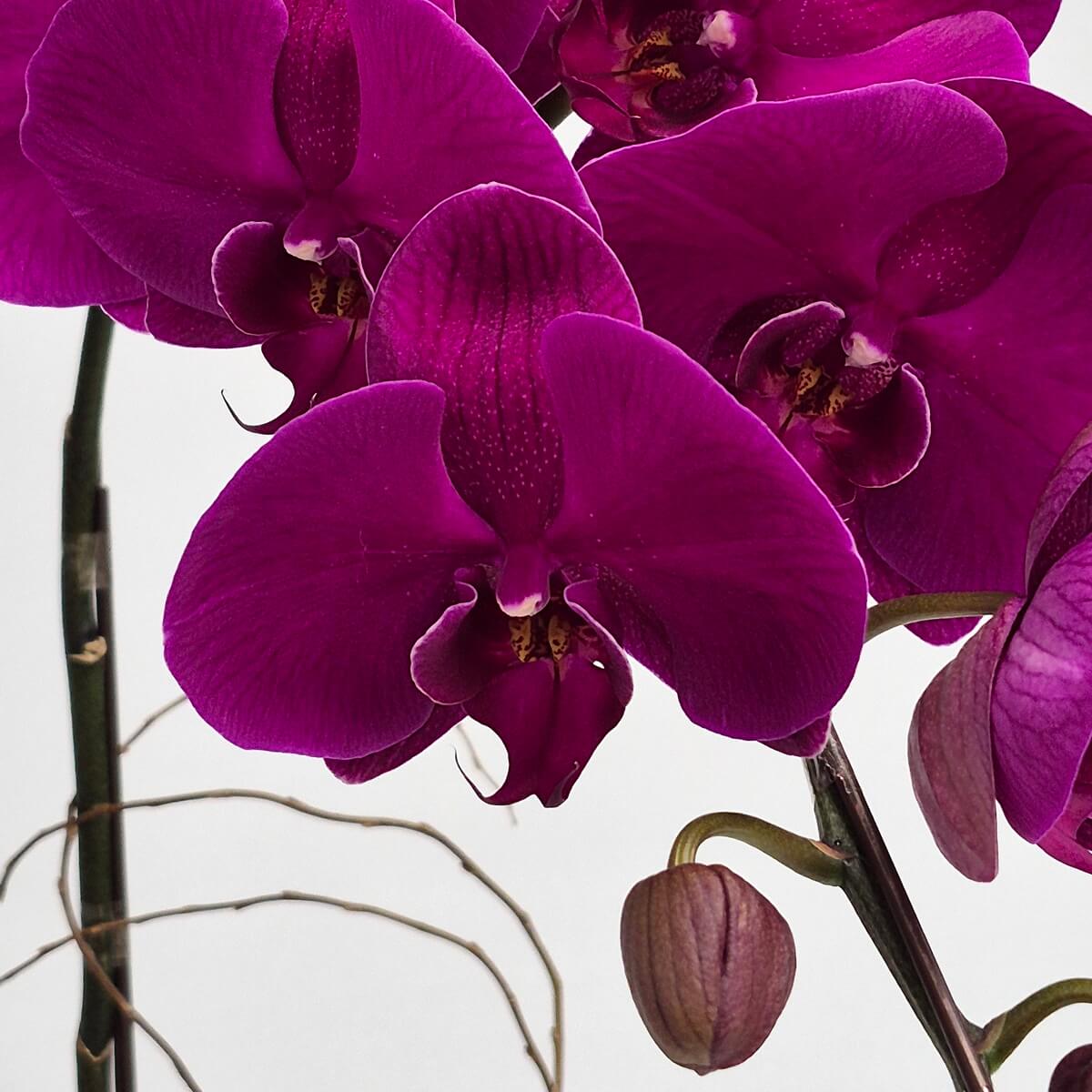 Purple Orchid