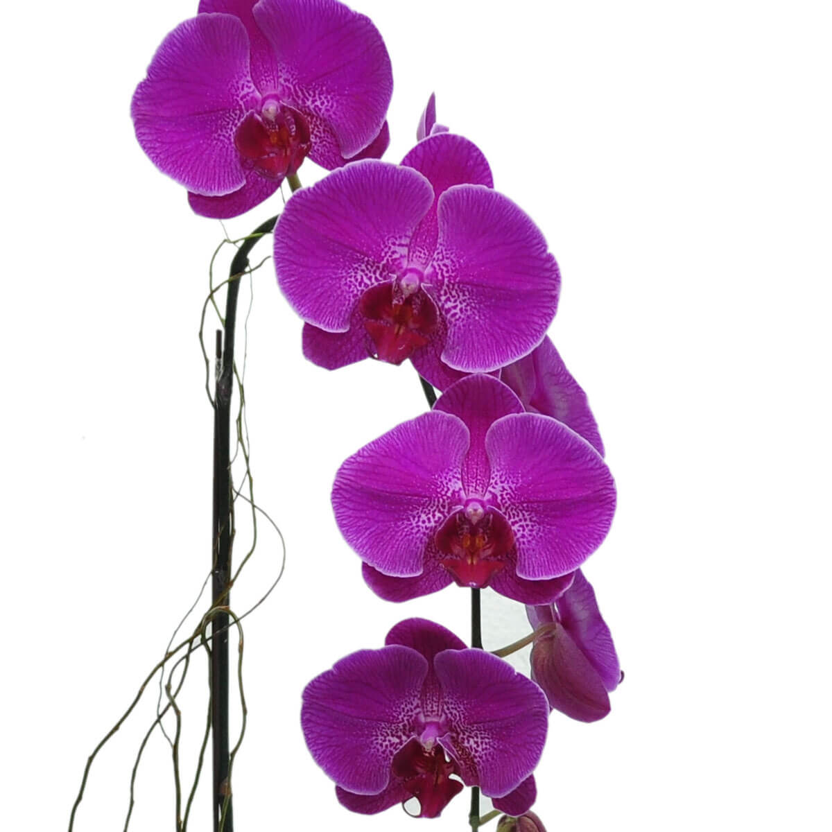 Detail view of a single-stemmed phalaenopsis orchid with vibrant magenta blooms and speckled throats, supported by a black stake and exposed aerial roots - 洋紅蝴蝶蘭單枝排列,花心帶斑點,黑支架支撐並露出氣根的細節圖
