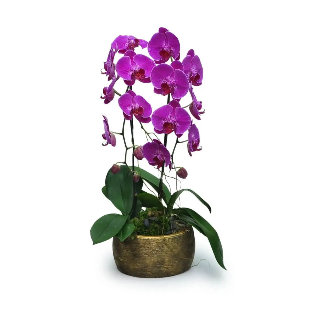 Magenta Phalaenopsis orchids with cascading blooms and broad green leaves in a textured round bronze ceramic planter | 洋紫色蝴蝶蘭花串層疊綻放,綠葉托底,搭配古銅紋理圓形陶瓷花盆,典雅迷人