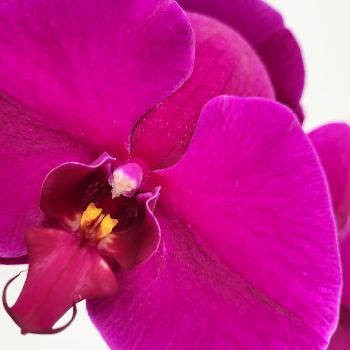 Close-up of a vivid magenta Phalaenopsis orchid with red lip and yellow details 洋紫紅蝴蝶蘭特寫,絲絨花瓣質感細膩,唇瓣呈紅色,中央帶有黃色斑點,細節清晰可見。