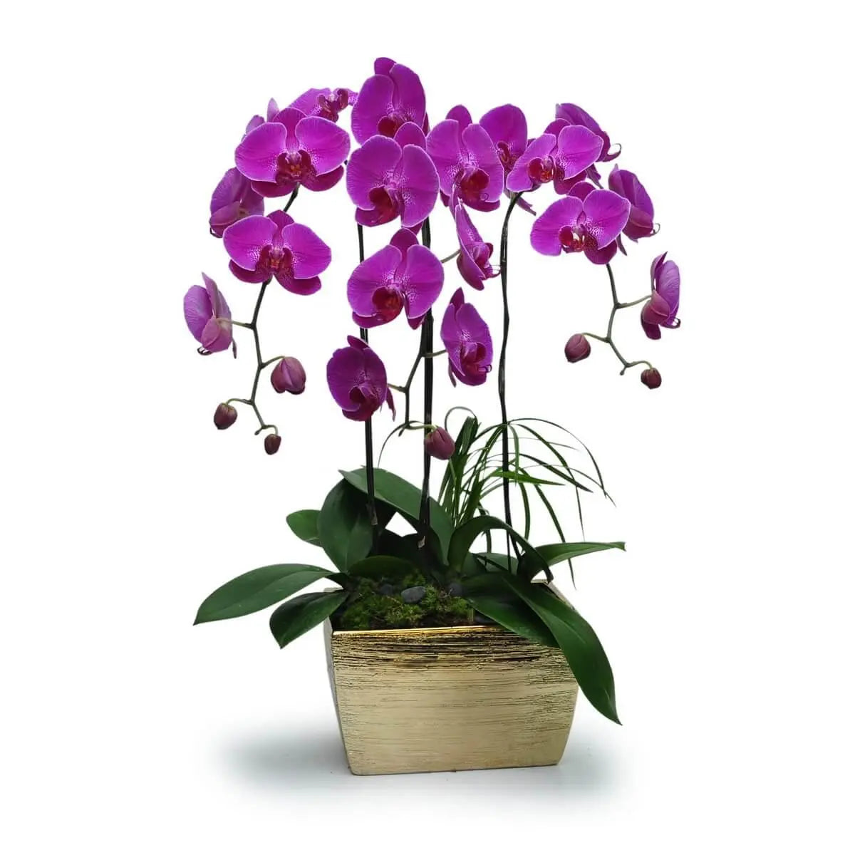 Tall magenta Phalaenopsis orchids with layered stems and glossy green leaves in a textured rectangular gold ceramic planter | 洋紫色蝴蝶蘭層次分明,高挑綻放,綠葉環繞,搭配金色長方紋理陶瓷盆,造型挺拔