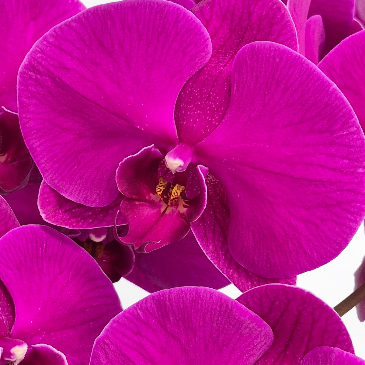 Purple Phalaenopsis