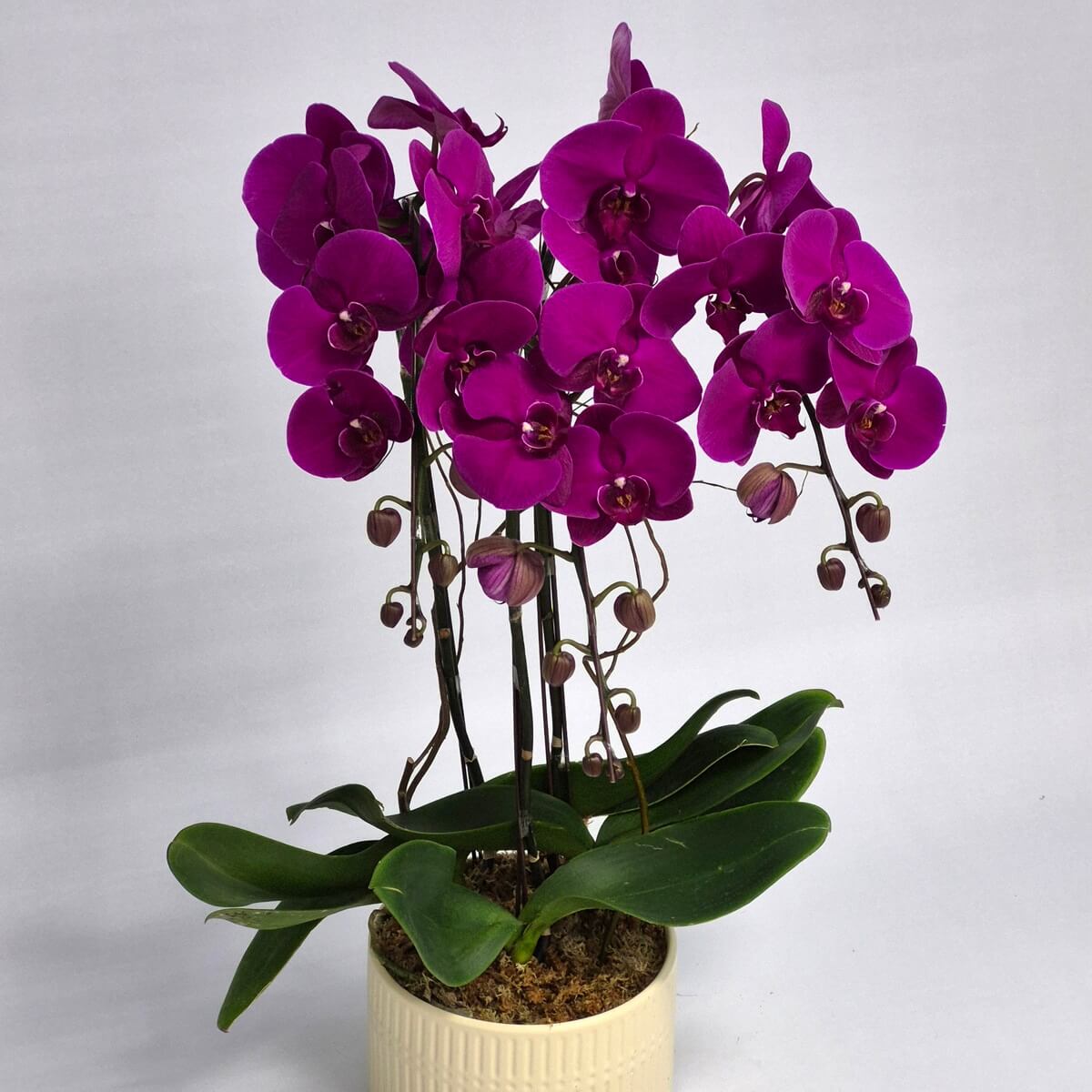 Purple Phalaenopsis
