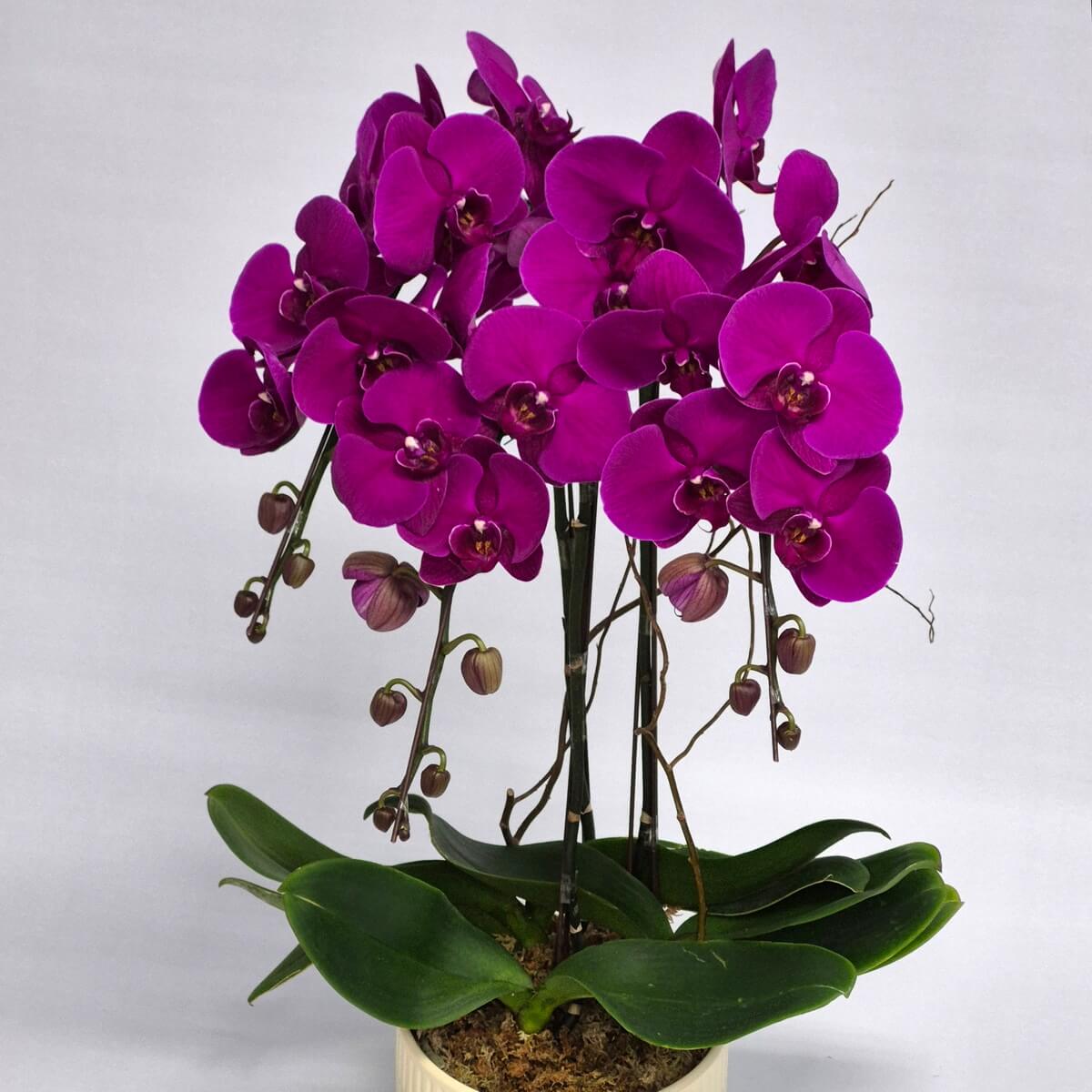 Purple Phalaenopsis