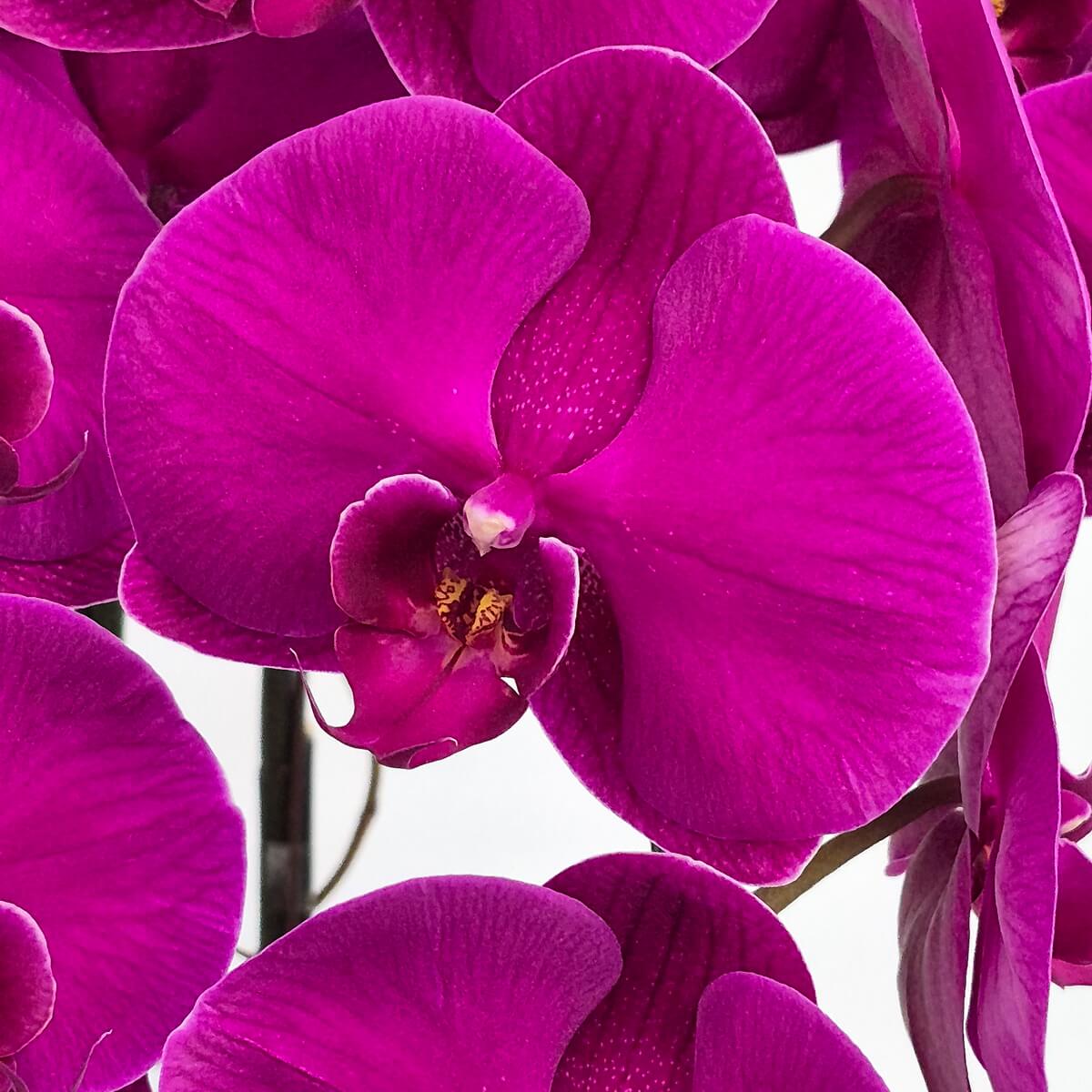 Purple Phalaenopsis