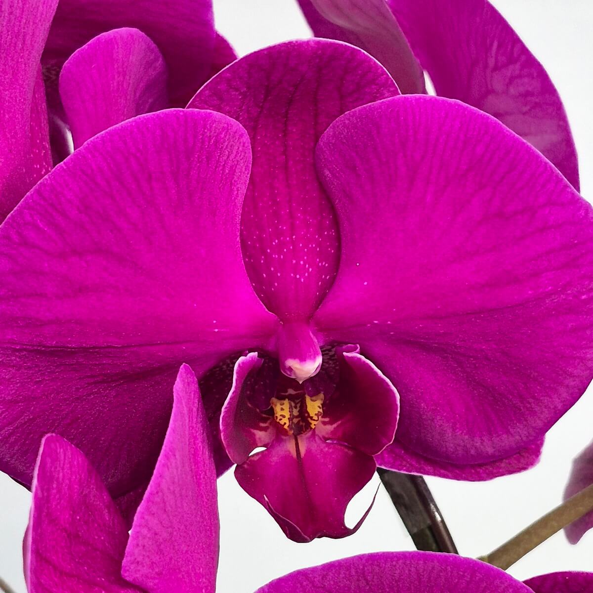 Purple Phalaenopsis