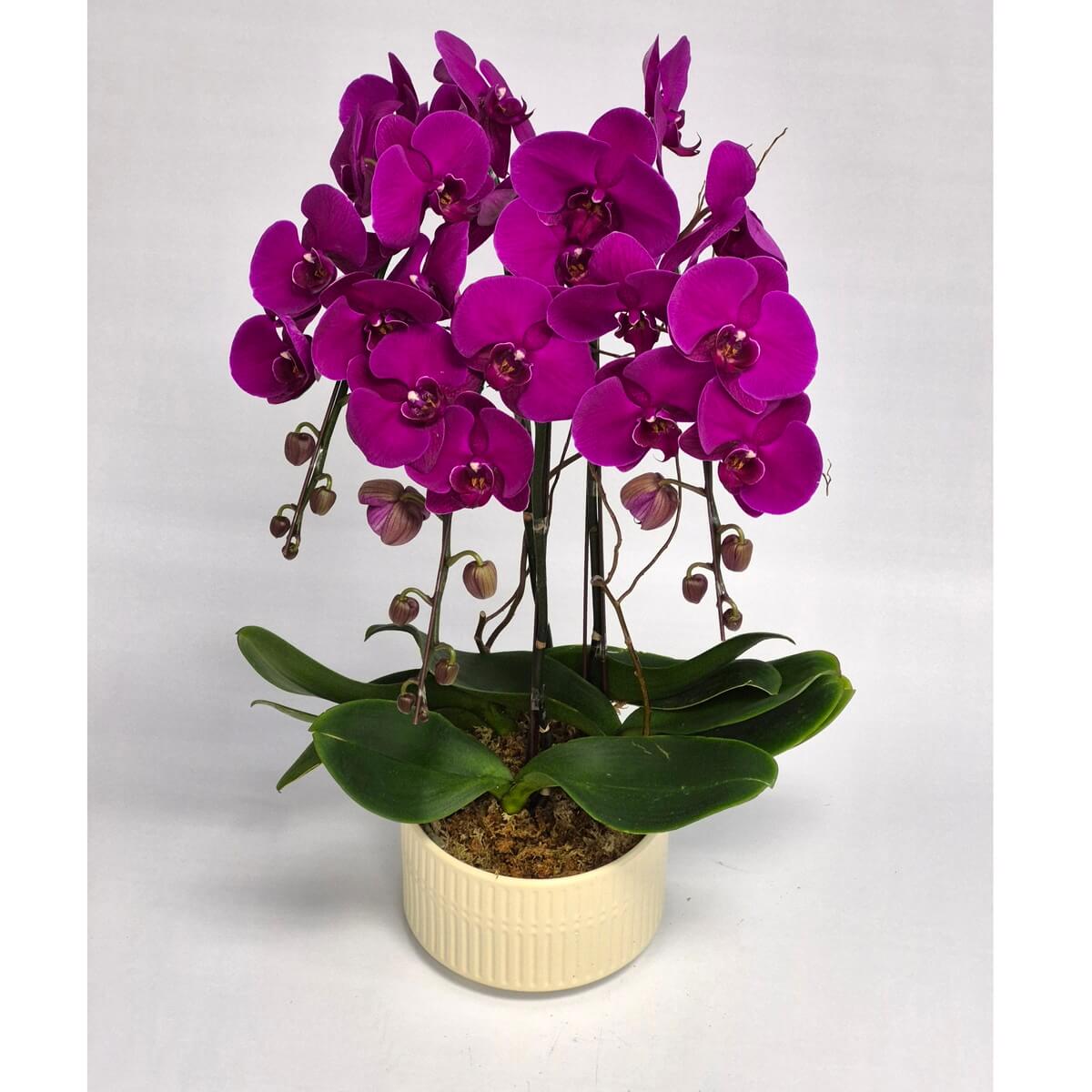 Purple Phalaenopsis