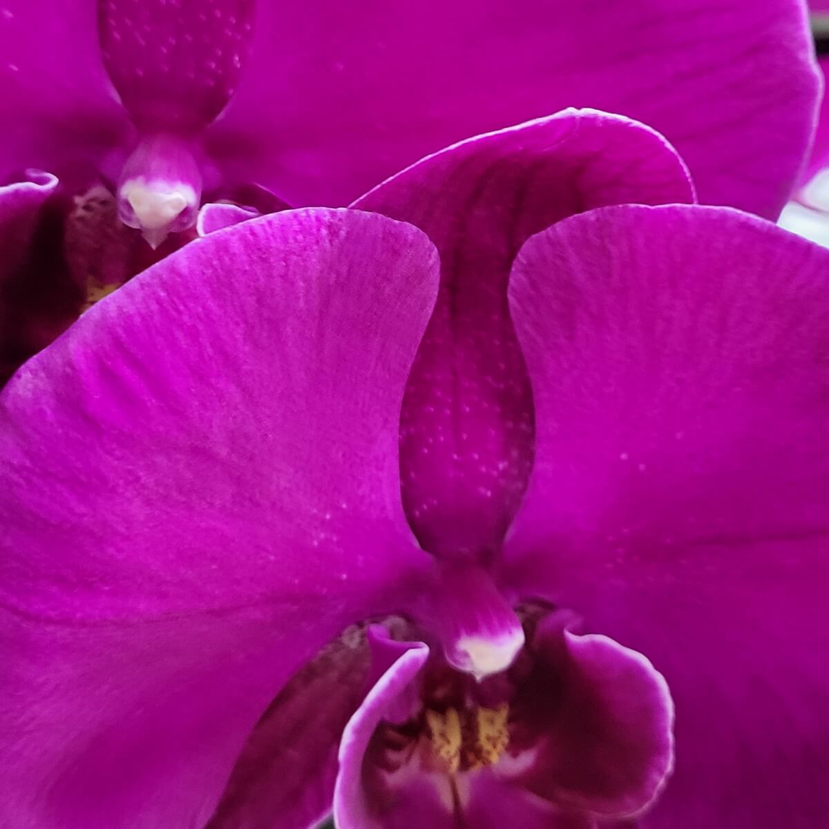 Close-up of vibrant magenta Phalaenopsis orchids with velvet petals and yellow-dotted lips 深洋紫紅蝴蝶蘭特寫,花瓣飽滿細緻,中央唇瓣點綴黃色斑點,展現層次質感。