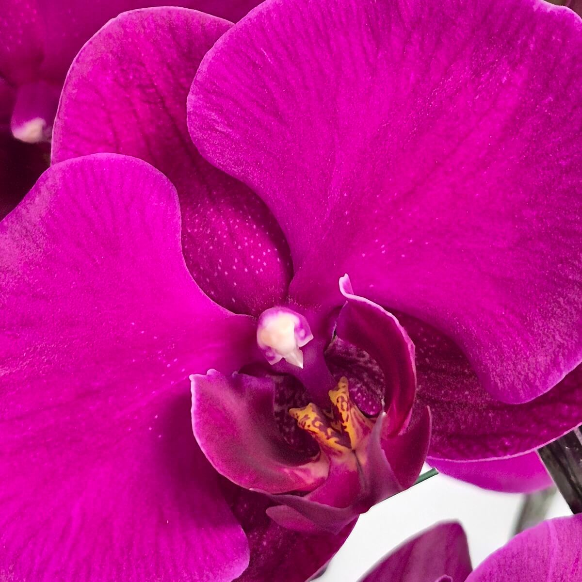 Close-up of vibrant magenta Phalaenopsis orchid flowers with golden yellow stamens and unopened buds, displaying multiple rounded petals and lush green foliage - 盛放的洋紅色蝴蝶蘭花卉特寫,展示金黃色花蕊和未開放花苞,多層圓形花瓣和翠綠葉片
