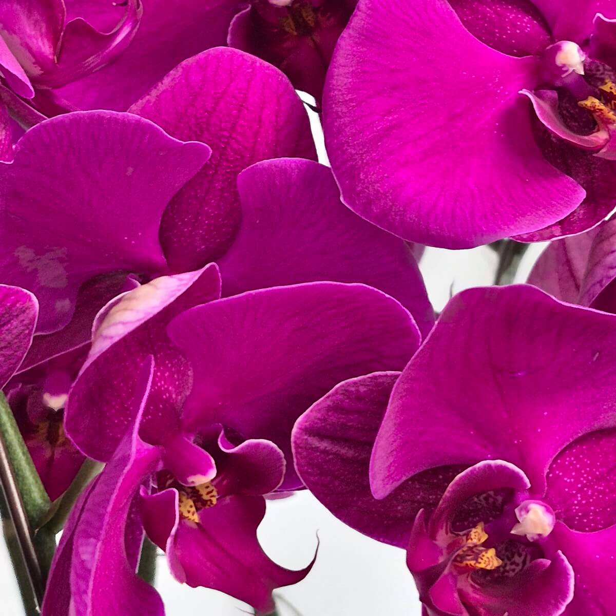 Close-up of vibrant magenta Phalaenopsis orchids with multiple blooms and buds, displaying deep purple petals and golden yellow centers - 深紫紅色蝴蝶蘭特寫,展示多個盛開花朵與花苞,花瓣深紫紅色配金黃色花心