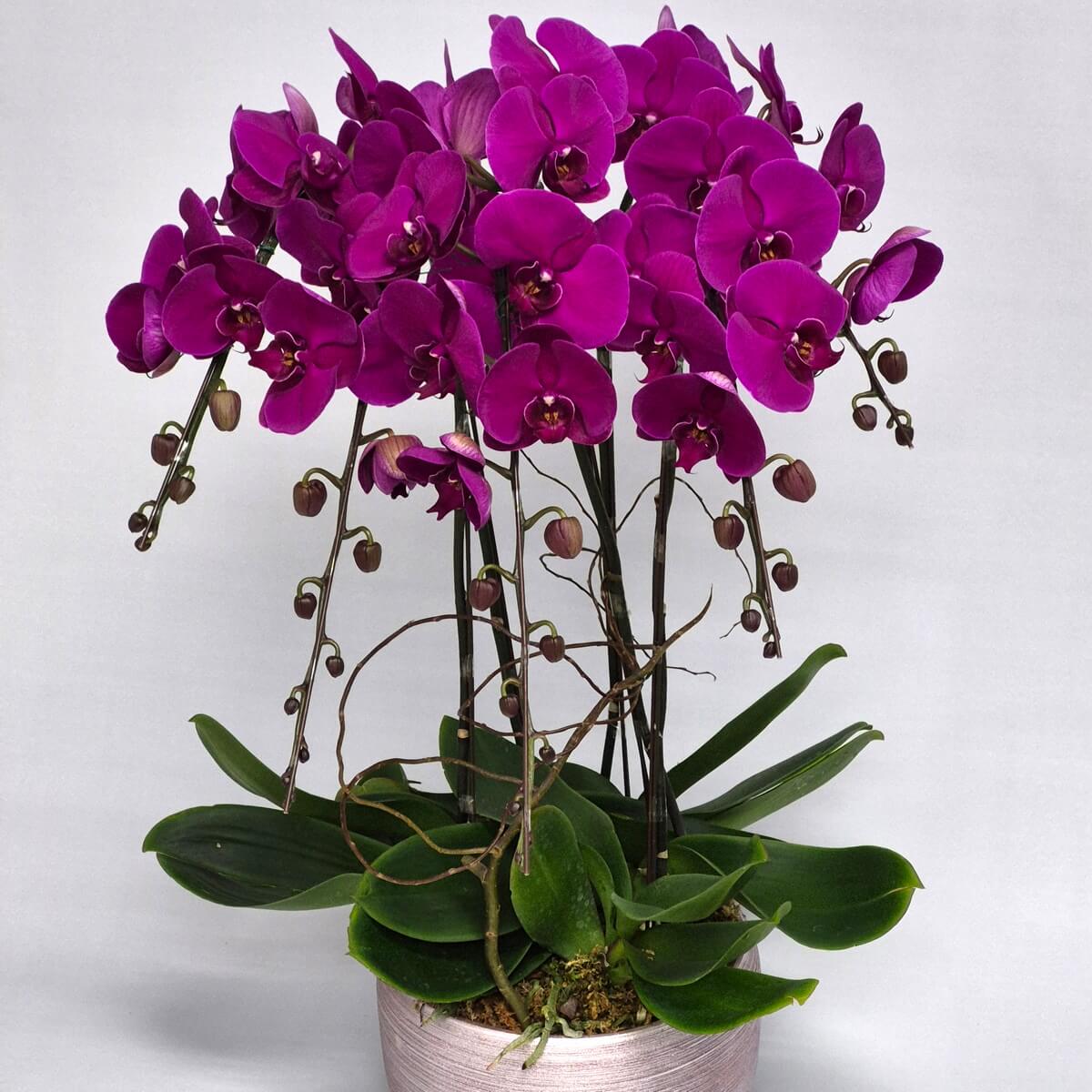 Dancing Butterflies orchid arrangement featuring five stems of vibrant purple Phalaenopsis orchids with curved stems, unopened buds, and lush green foliage in white ceramic round pot - 跳舞蝴蝶蘭花藝 五枝深紫色蝴蝶蘭配綠葉及白色陶瓷圓形花盆