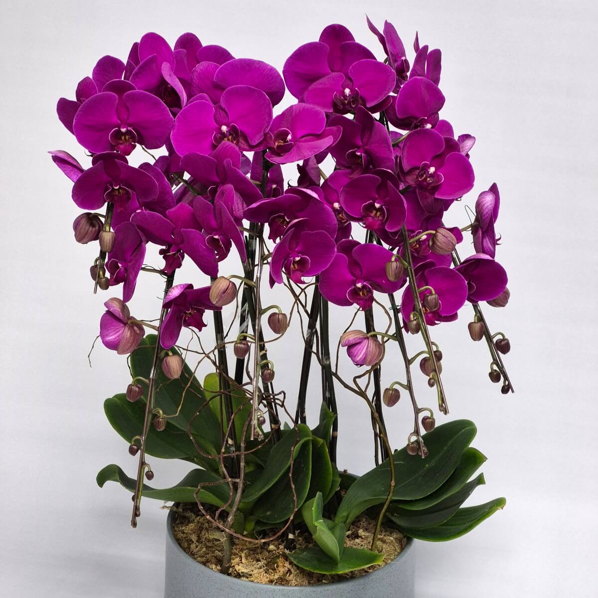 Grand Phalaenopsis