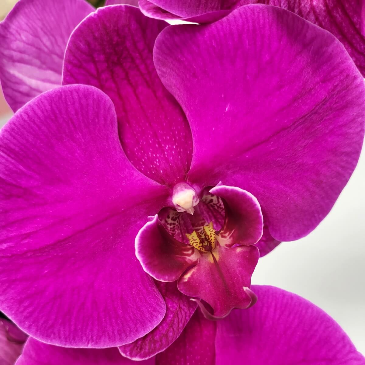 Detailed view of a blooming magenta Phalaenopsis orchid with velvety petals and a deep pink-yellow patterned center | 盛放的洋紅色蝴蝶蘭特寫,花瓣柔滑,中央呈粉黃斑紋唇瓣