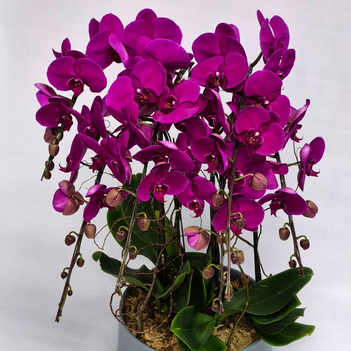 Grand Phalaenopsis