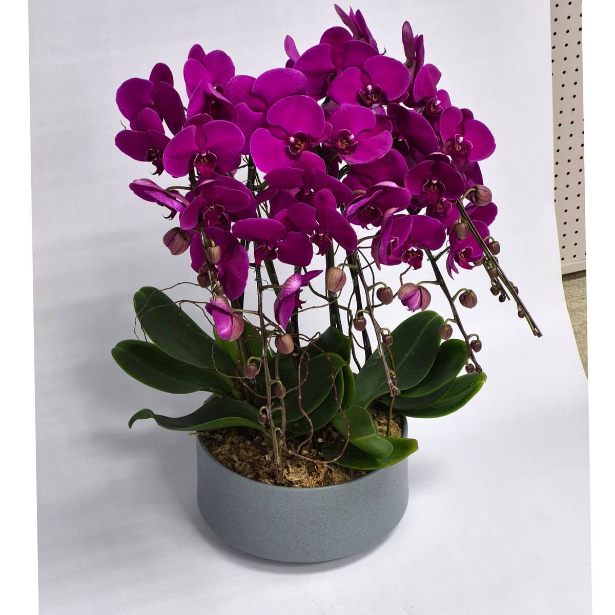 Grand Phalaenopsis