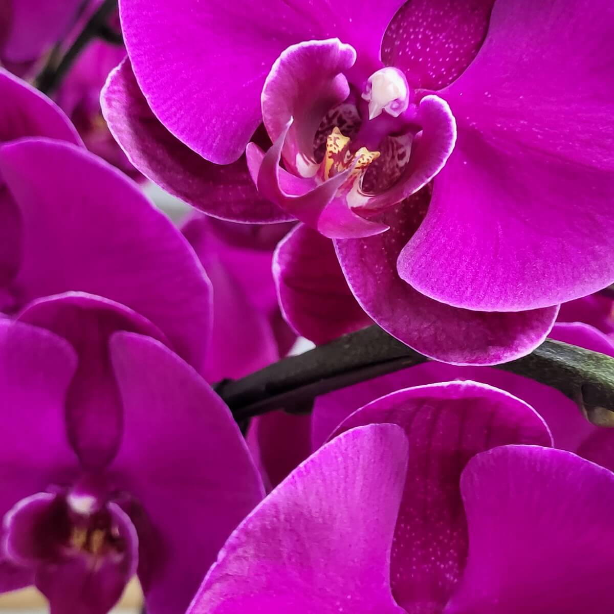 Close-up of magenta Phalaenopsis orchids 洋紫紅色蝴蝶蘭特寫,花瓣優雅捲曲,中央帶黃色斑點唇瓣。