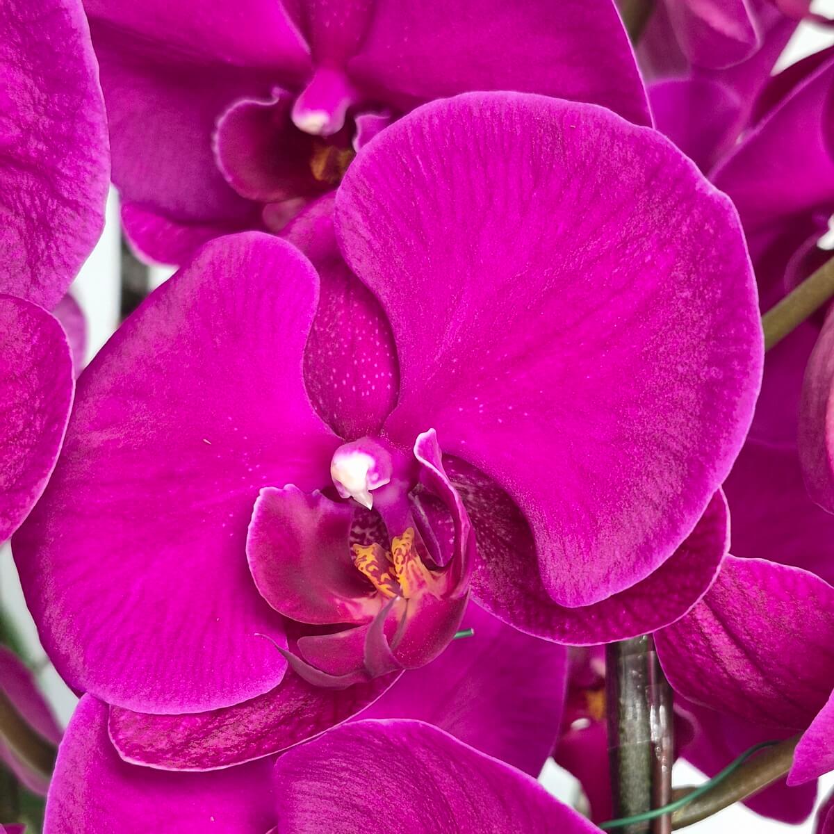 Close-up of vibrant magenta Phalaenopsis orchid bloom with yellow-orange stamen, multiple petals and unopened buds visible - 盛開的洋紅色蝴蝶蘭特寫,展示黃橙色花蕊、多層花瓣及未綻放的花苞