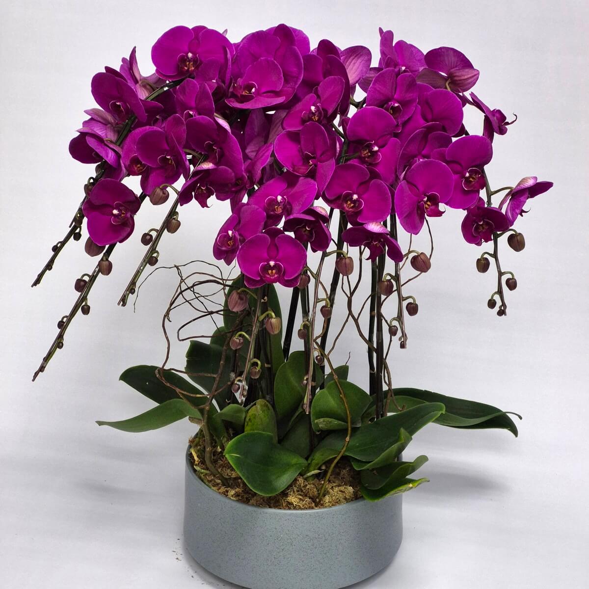 Regal Phalaenopsis orchid arrangement with 8 stems of vibrant purple blooms, green foliage, and unopened buds in round grey pot - 皇家蝴蝶蘭盆栽,8枝鮮豔紫色蘭花、綠葉及未開花苞,圓形灰色花盆