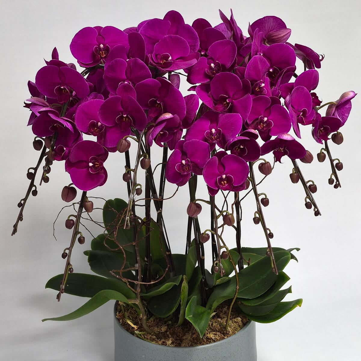 Regal Phalaenopsis orchid arrangement with 8 stems of vibrant purple blooms, graceful arching branches, unopened buds, lush green foliage, and potted display in ceramic container - 皇家蝴蝶蘭盆栽,8枝鮮豔紫色花莖,優雅下垂花枝,未開放花苞,翠綠葉片,陶瓷盆種植展示