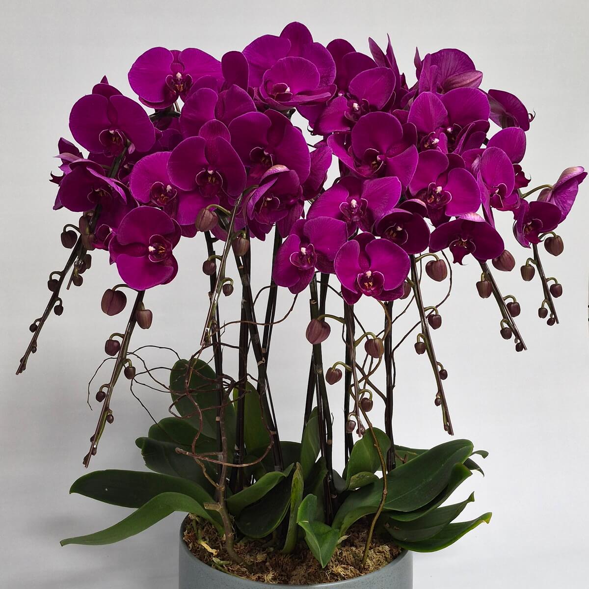 Regal Phalaenopsis orchid arrangement with 8 stems of vibrant purple flowers, cascading blooms with unopened buds, lush green foliage, planted in round grey pot - 皇家蝴蝶蘭盆栽,8莖深紫色花卉,瀑布式開花與未開花苞,綠色葉片,灰色圓形花盆