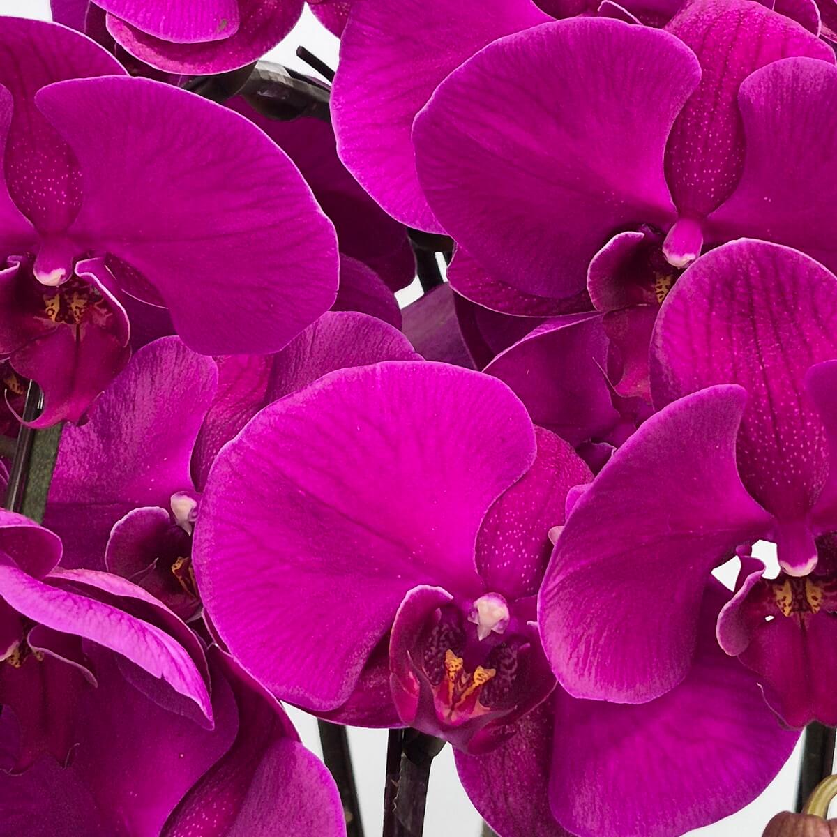 Close-up of vibrant magenta Phalaenopsis orchids with multiple blooms and buds, displaying characteristic moth orchid petals and golden stamens - 盛開的洋紅色蝴蝶蘭近距離特寫,多朵花卉和花蕾,展示典型的蛾蘭花瓣和金色花蕊