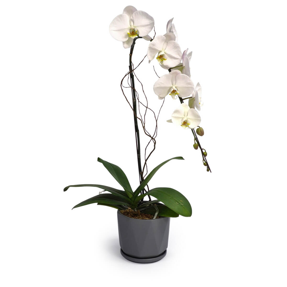 White Orchid
