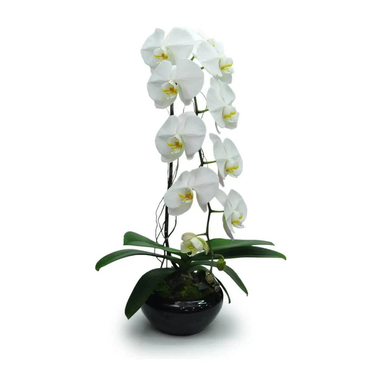Elegant cascading Phalaenopsis orchids with white petals and yellow centers in a glossy black pot with green foliage | 垂吊式白蝴蝶蘭,花心帶黃色,配亮面黑色花盆及青綠葉片。