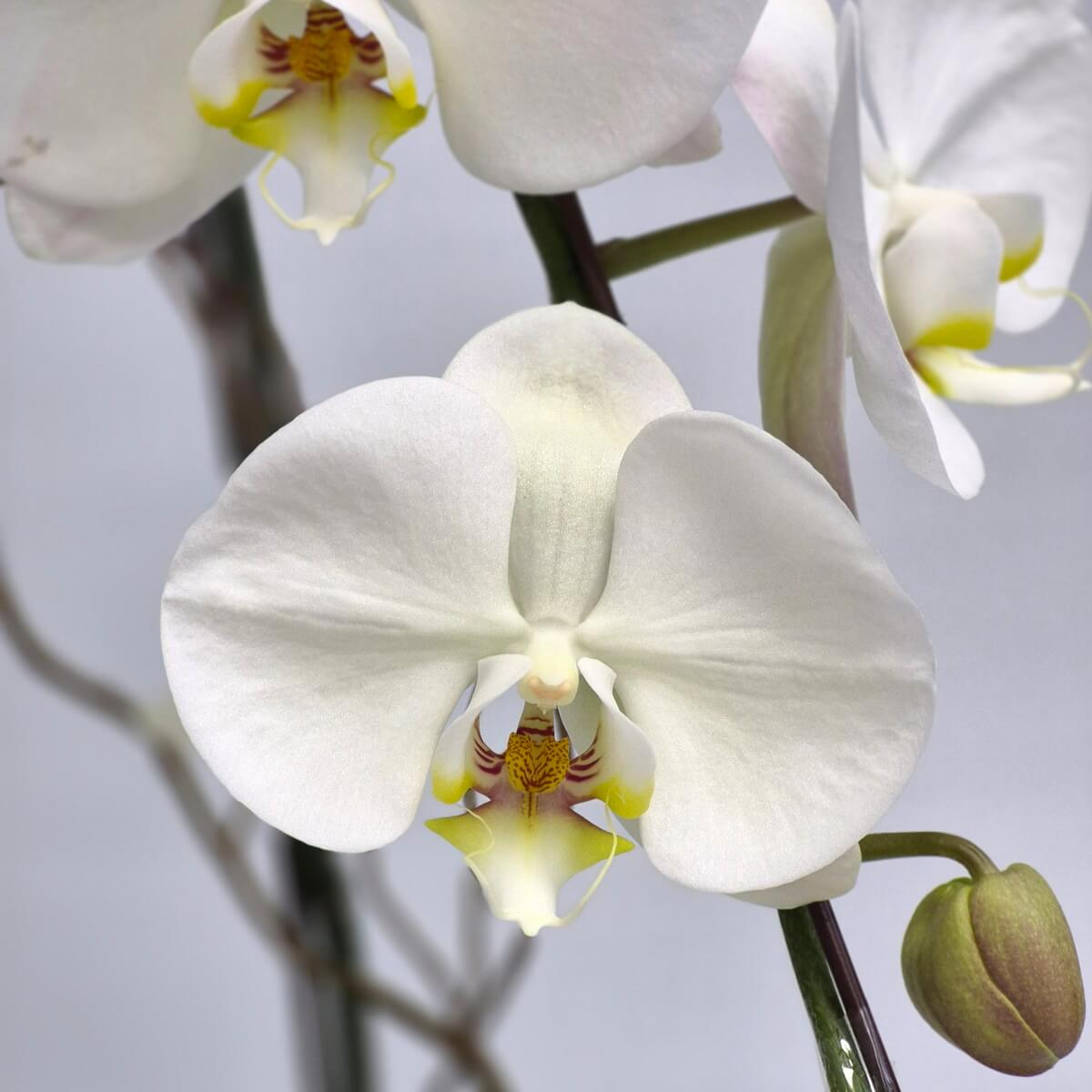White Orchid