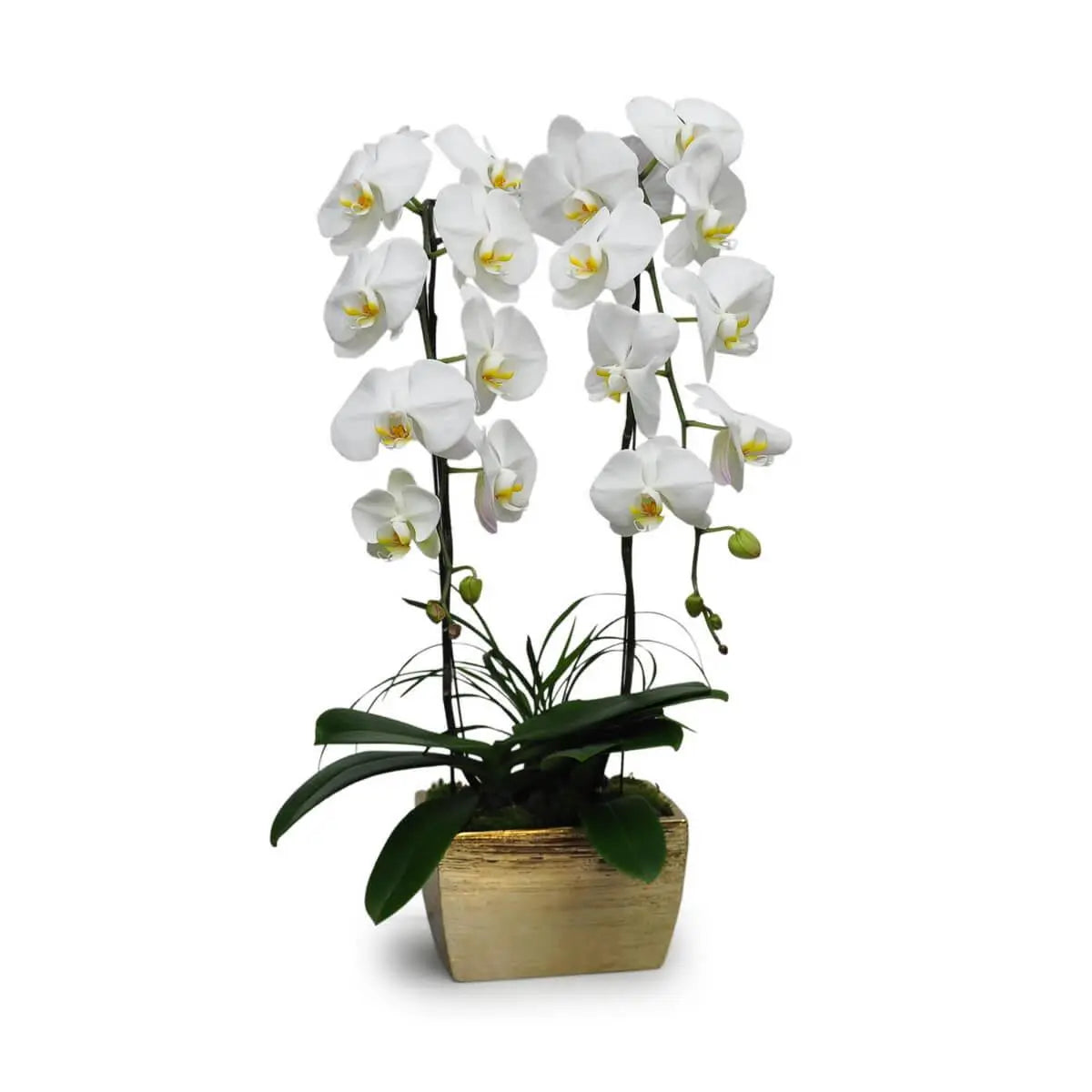 Multiple stems of white Phalaenopsis orchids with yellow throats and glossy green leaves arranged in a metallic gold container | 多枝白蝴蝶蘭,花心帶黃,配亮面金色長形盆器及綠葉。