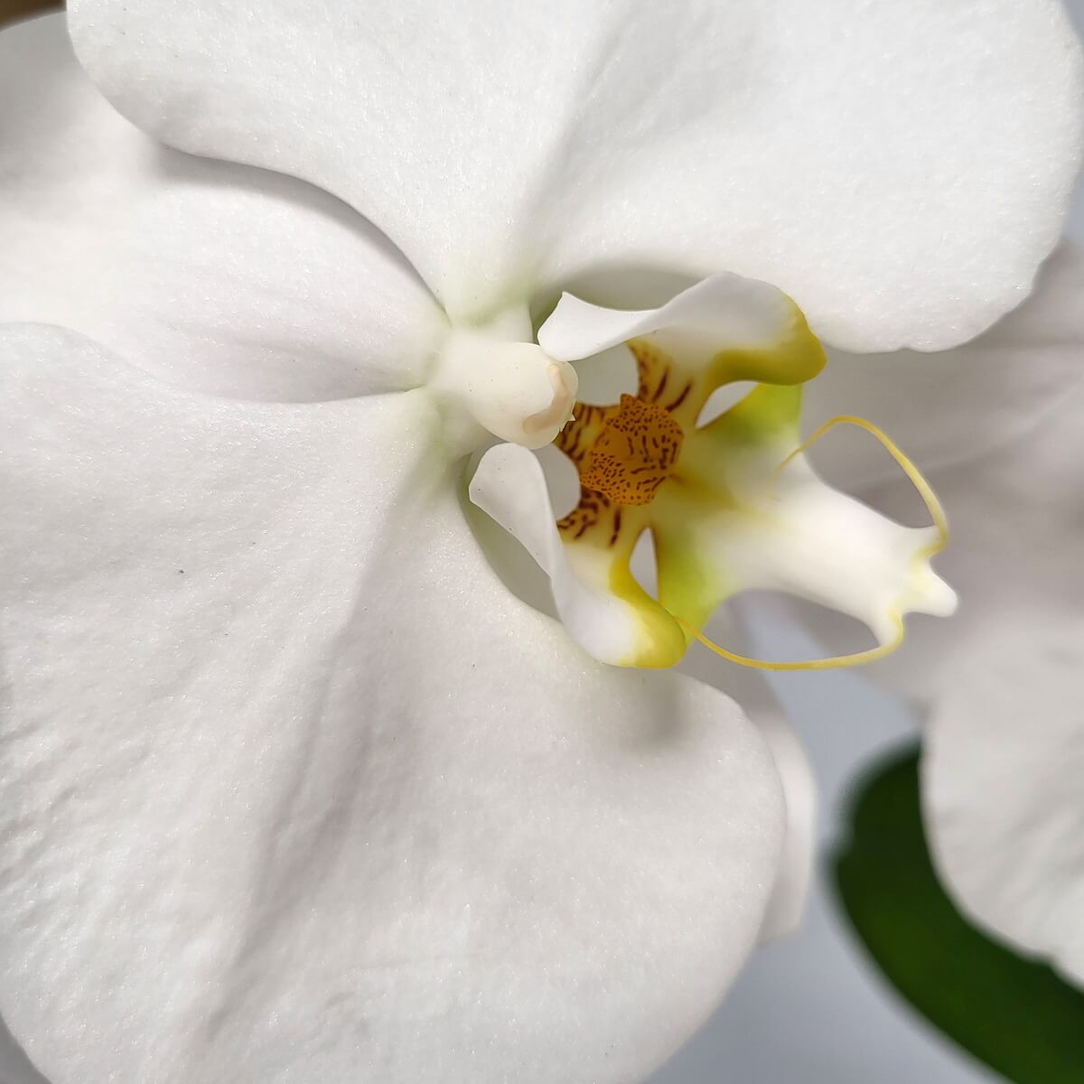 Close-up of a white Phalaenopsis orchid with velvety petals and intricate yellow-brown pattern at the center | 白蝴蝶蘭近拍,花瓣柔滑,花心呈黃啡紋理。