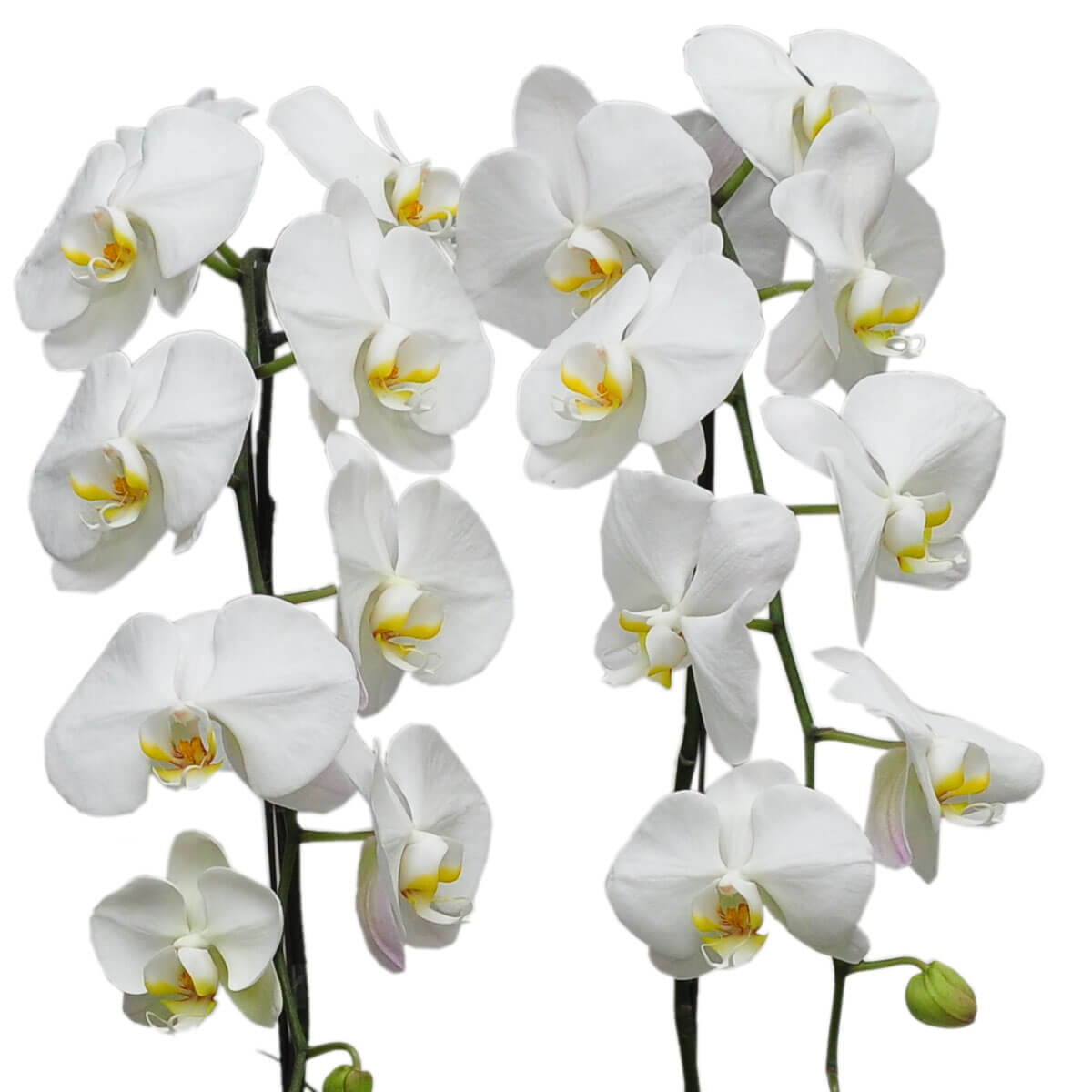 Two elegant stems of white phalaenopsis orchids gracefully cascade, each flower showcasing soft petals and yellow throats - 兩枝優雅白色蝴蝶蘭自然下垂,花瓣柔美,黃心點綴其間