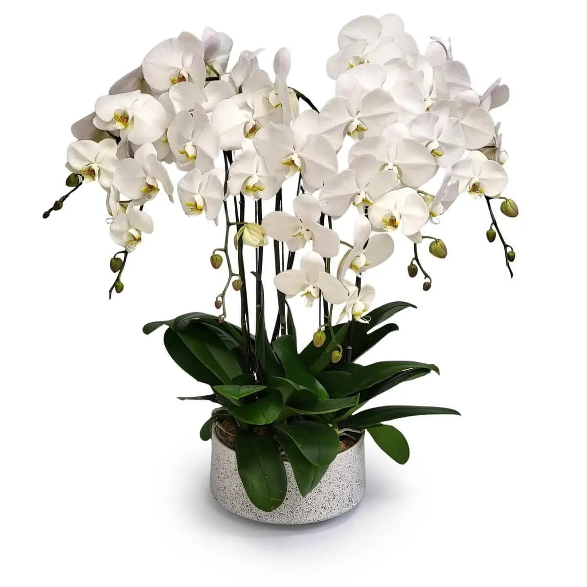 Full display of white Phalaenopsis orchids with soft yellow throats and glossy dark green foliage, arranged in a white speckled ceramic pot | 滿佈潔白蝴蝶蘭配黃心與亮綠葉,擺設於白色斑點陶瓷花盆內
