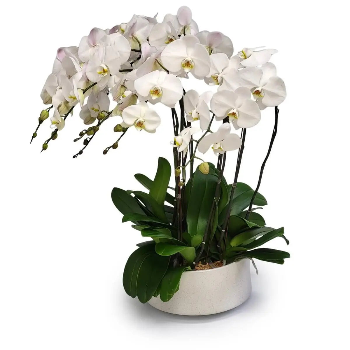 Clustered white Phalaenopsis orchids with glossy green foliage in a wide, low-profile off-white ceramic pot and moss base | 多枝潔白蝴蝶蘭配亮綠葉,排列於淺米色矮圓陶盆中,盆面鋪設水苔