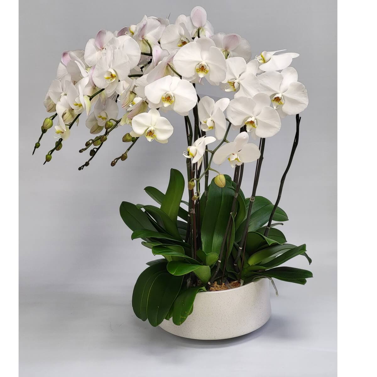 Arrangement of white Phalaenopsis orchids with green buds, arched stems, and wide leaves in a round matte ceramic planter 白色蝴蝶蘭盆栽,拱形花梗配綠色花苞與濃綠闊葉,整齊擺放於啞白色圓形陶瓷花盆中。