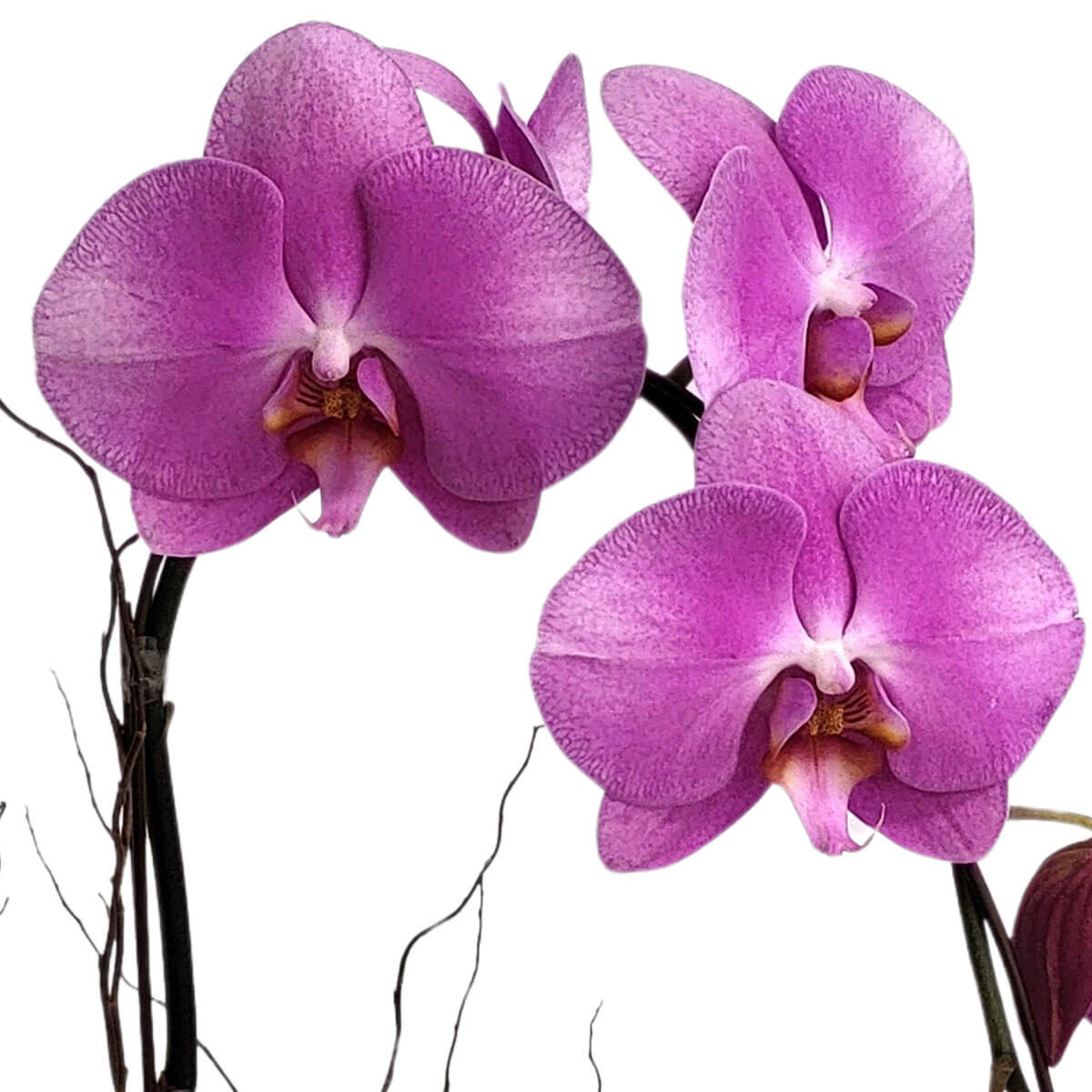 Vivid pink Phalaenopsis orchids bloom gracefully 鮮艷粉紅蝴蝶蘭優雅綻放,花瓣質地細緻、中心泛白帶金黃,姿態高雅迷人,象徵愛與高貴。