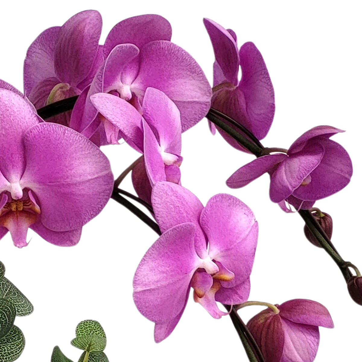 Vivid magenta Phalaenopsis orchids with graceful, arching stems 色澤濃郁的紫紅色蝴蝶蘭,花瓣飽滿,優雅地垂掛於深色花梗上,展現高貴氣質與迷人風采。