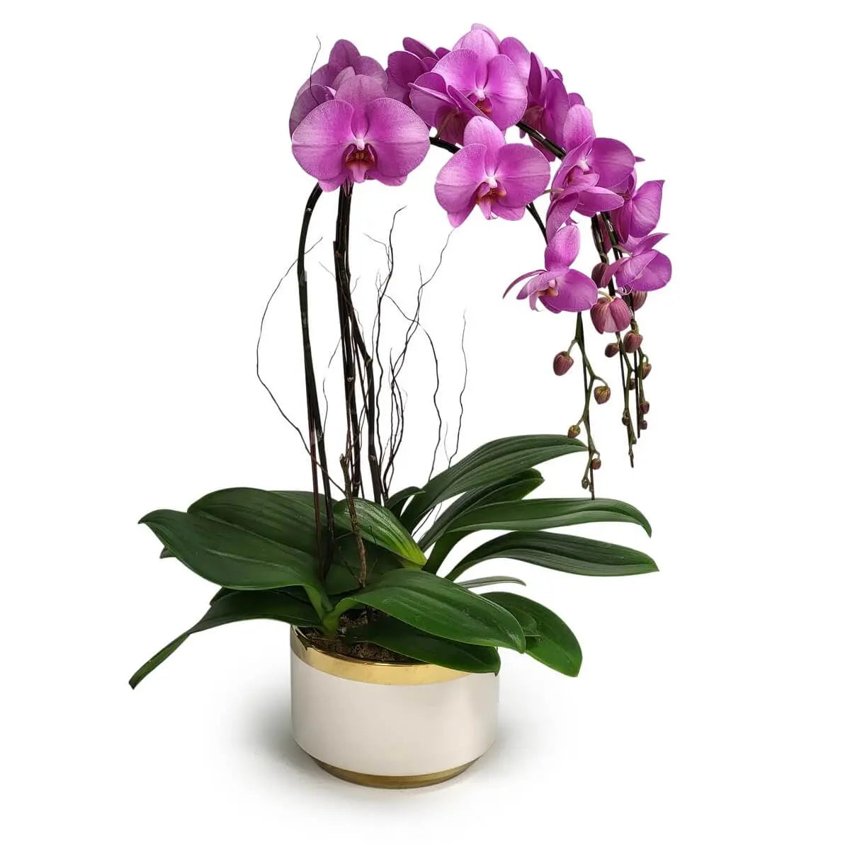 Magenta Phalaenopsis orchids with large green leaves in a round white ceramic planter with gold-rimmed edge and moss base | 洋紅色蝴蝶蘭雙枝盛放,搭配寬闊綠葉與水苔,擺放於白色金邊陶瓷圓形花盆中